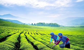 經(jīng)營(yíng)策略,庫(kù)瑪茶門(mén)店因地制宜,品質(zhì)化經(jīng)營(yíng)